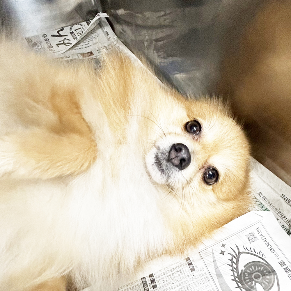 生徒が送ってくれたモデル犬の写真☆